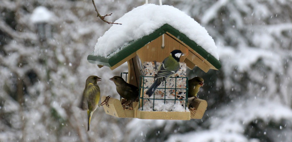 vögel im winter füttern praktische tipps