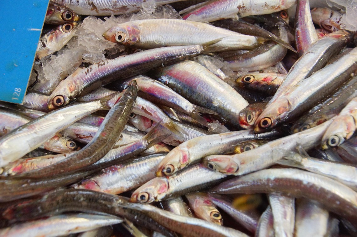 Überfischung Was wir aus dem Meer essen dürfen (Infografik)