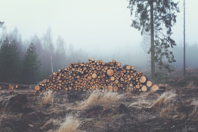 Firewood Harvesting Weltweite Abholzung Wie der Baumbestand schrumpft