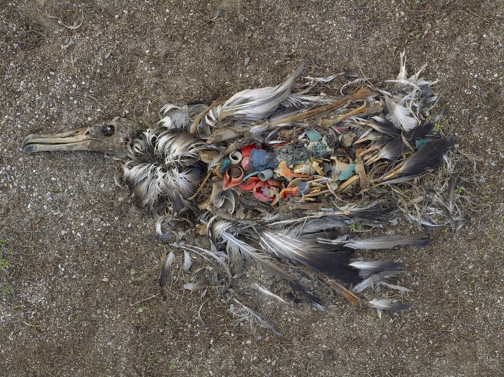 Folgen von Plastik  f r Mensch Tiere Umwelt  Infografik 