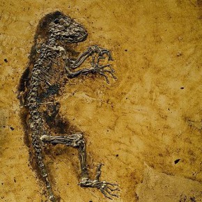 Darwinius masillae
