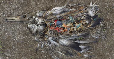 Albatros Plastik von Chris Jordan