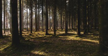 Holz von Hier Label nachhaltige Holzverarbeitung