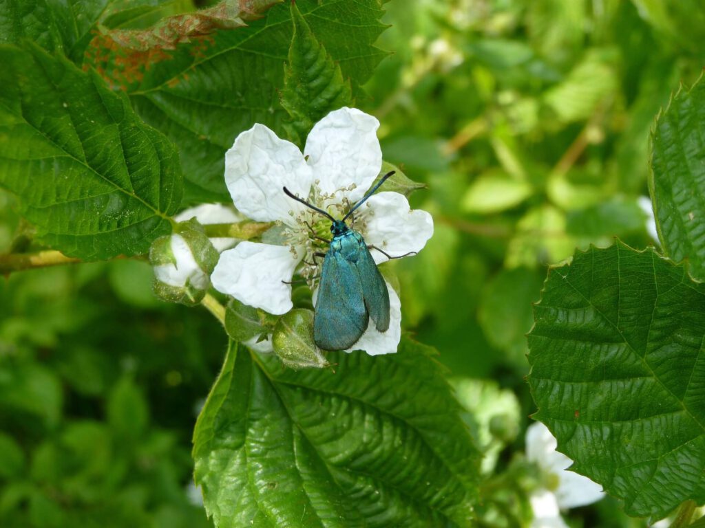 Gruenwidderchen