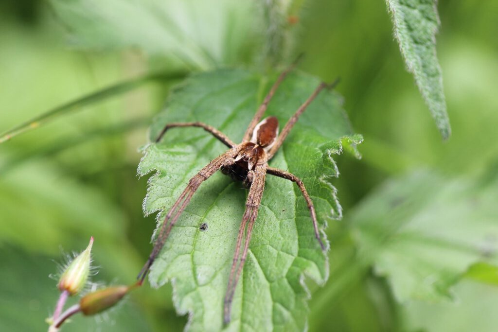Jagdspinne