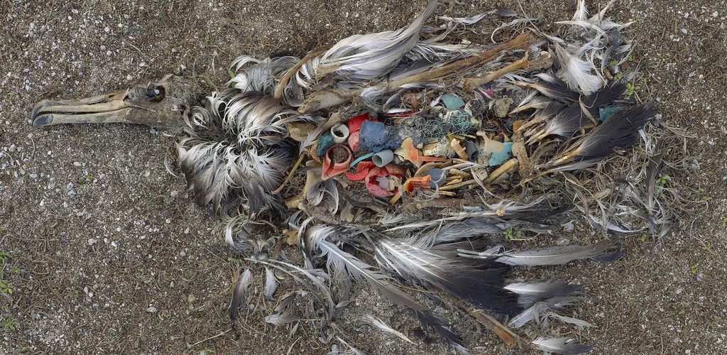 Albatros Plastik von Chris Jordan