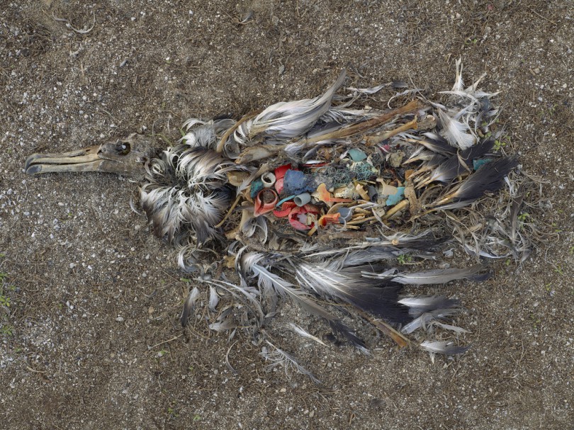 Albatros Plastik von Chris Jordan