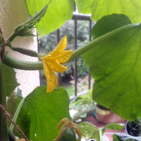 balkongarten-gurke-nachhaltigkeit-pflanzen