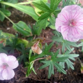 balkongarten-storchschnabel-bienen