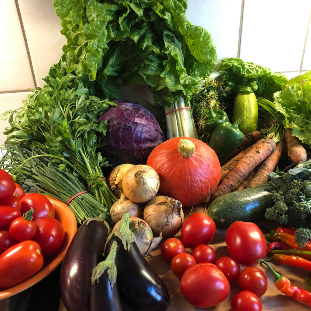 Solawi solidarische Landwirtschaft Ernte