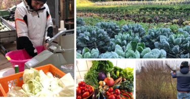 Solawi Solidarische Landwirtschaft Erklärung Erfahrungsbericht