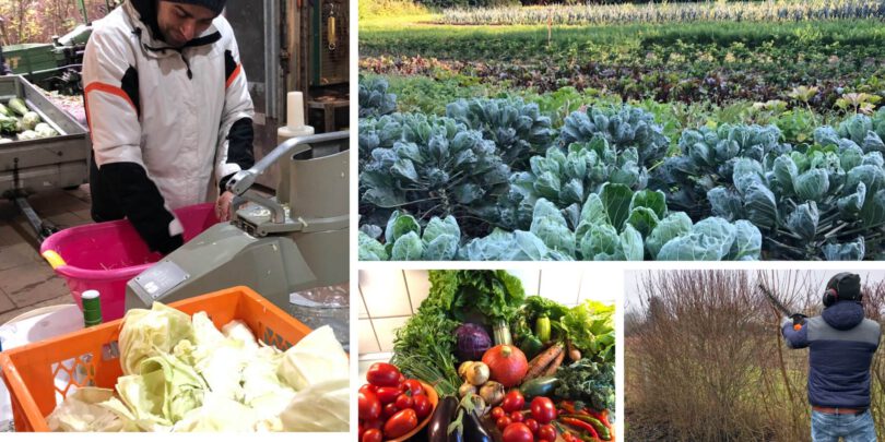 Solawi Solidarische Landwirtschaft Erklärung Erfahrungsbericht