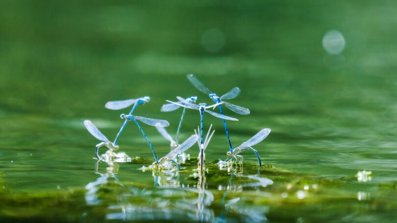 Insekten Rote liste nachhaltig sein